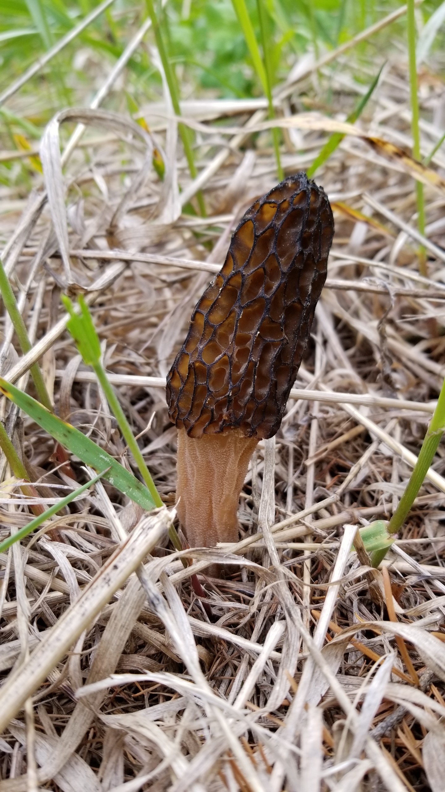 Yunnan forest mushroom habitat