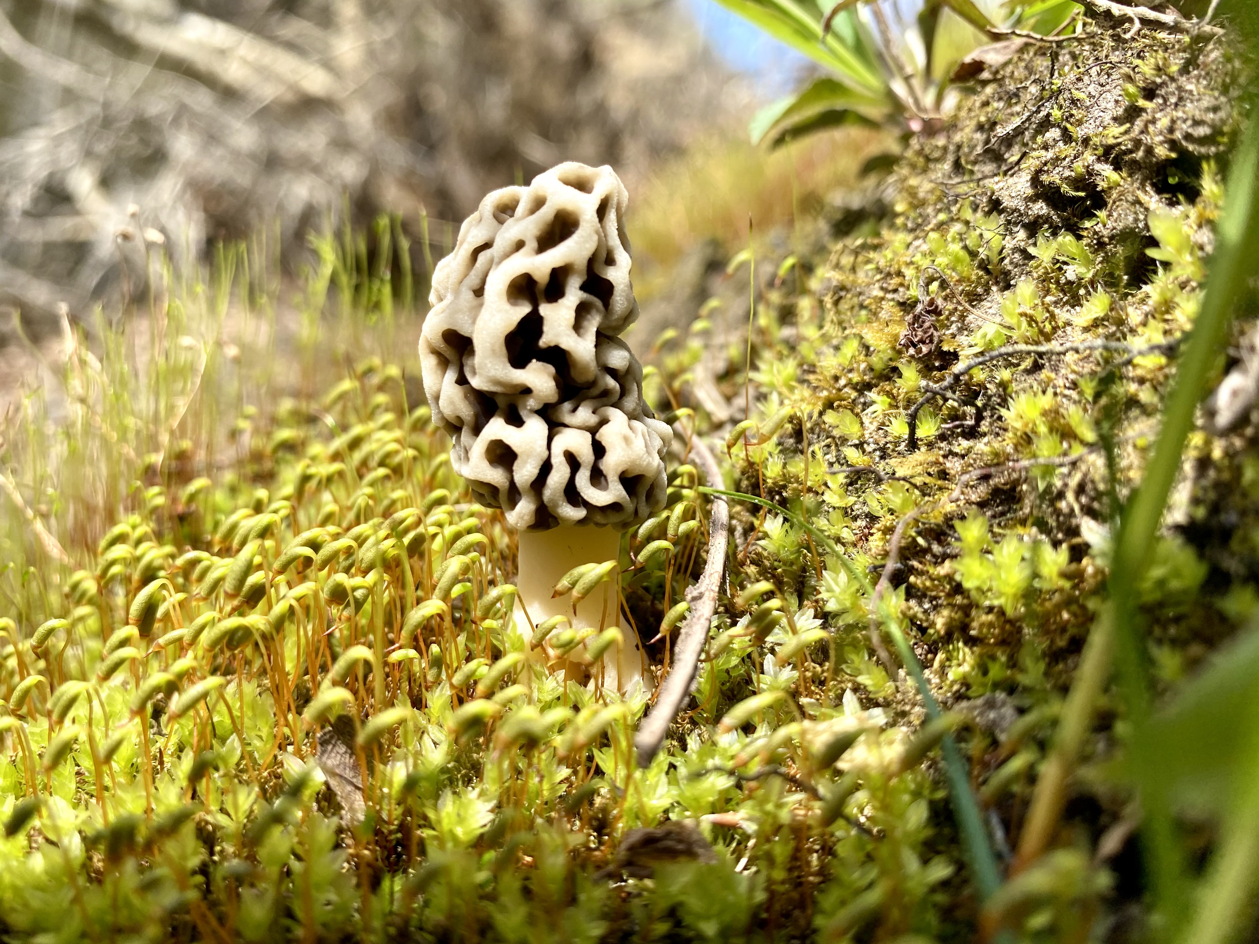 Morel