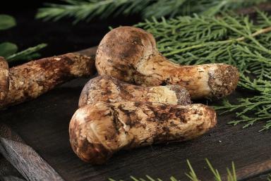 Matsutake