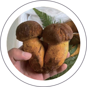 Wild Yellow Boletus