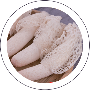 Bamboo Fungus